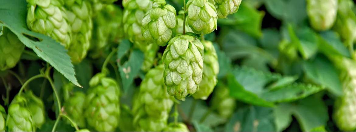 Aliment Brewing